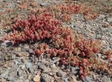 Mesembryanthemum nodiflorum