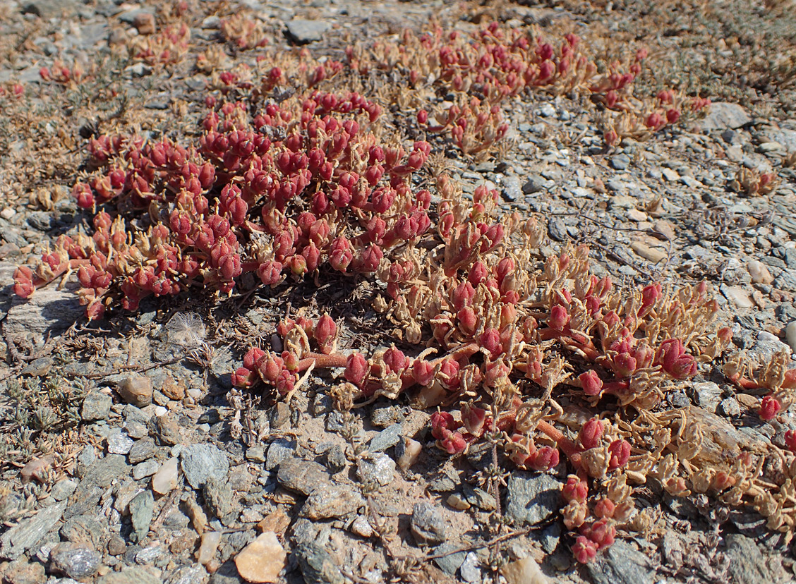 Image of Mesembryanthemum nodiflorum specimen.