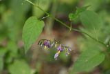 Solanum pseudopersicum. Средняя часть побега с соцветием. Краснодарский край, г. Сочи, Лазаревский р-н, окр. с. Уч-Дере, подножие горы, покрытой широколиственным лесом. 01.08.2018.