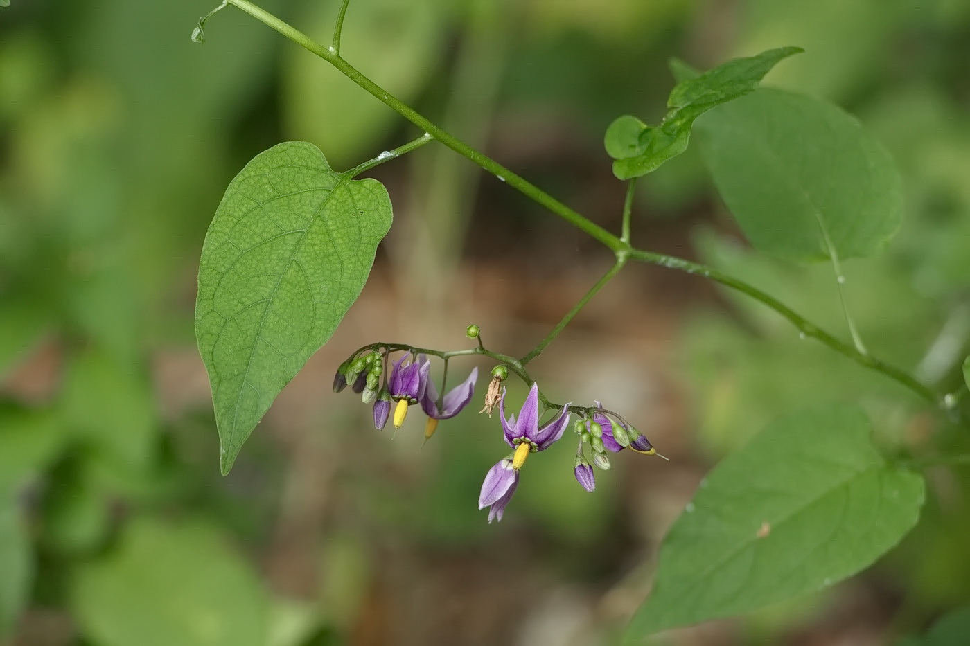 Image of Solanum pseudopersicum specimen.