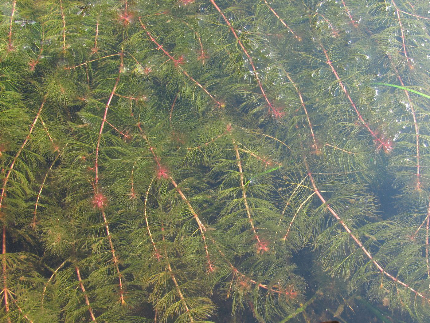 Image of Myriophyllum sibiricum specimen.