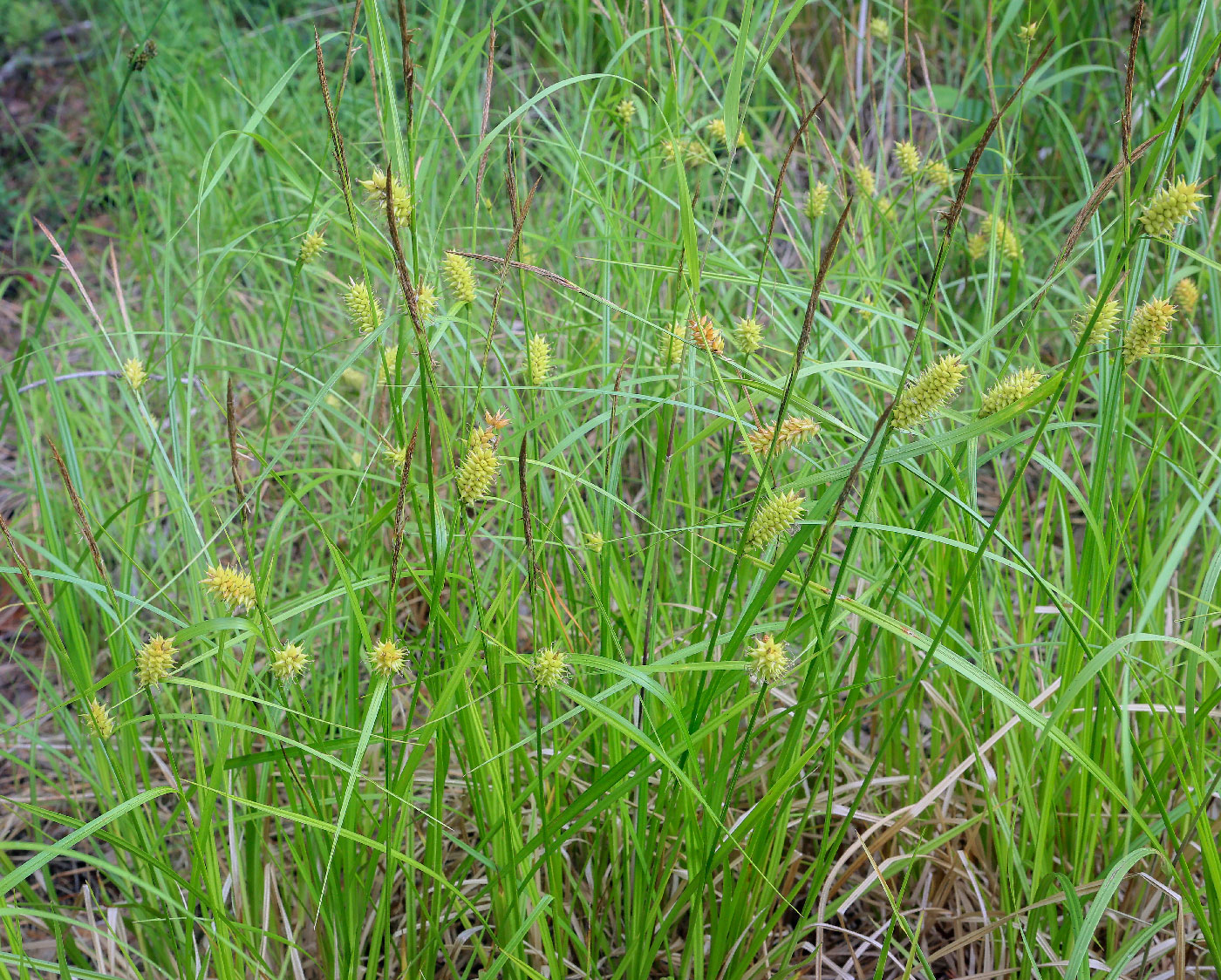 Изображение особи Carex vesicaria.