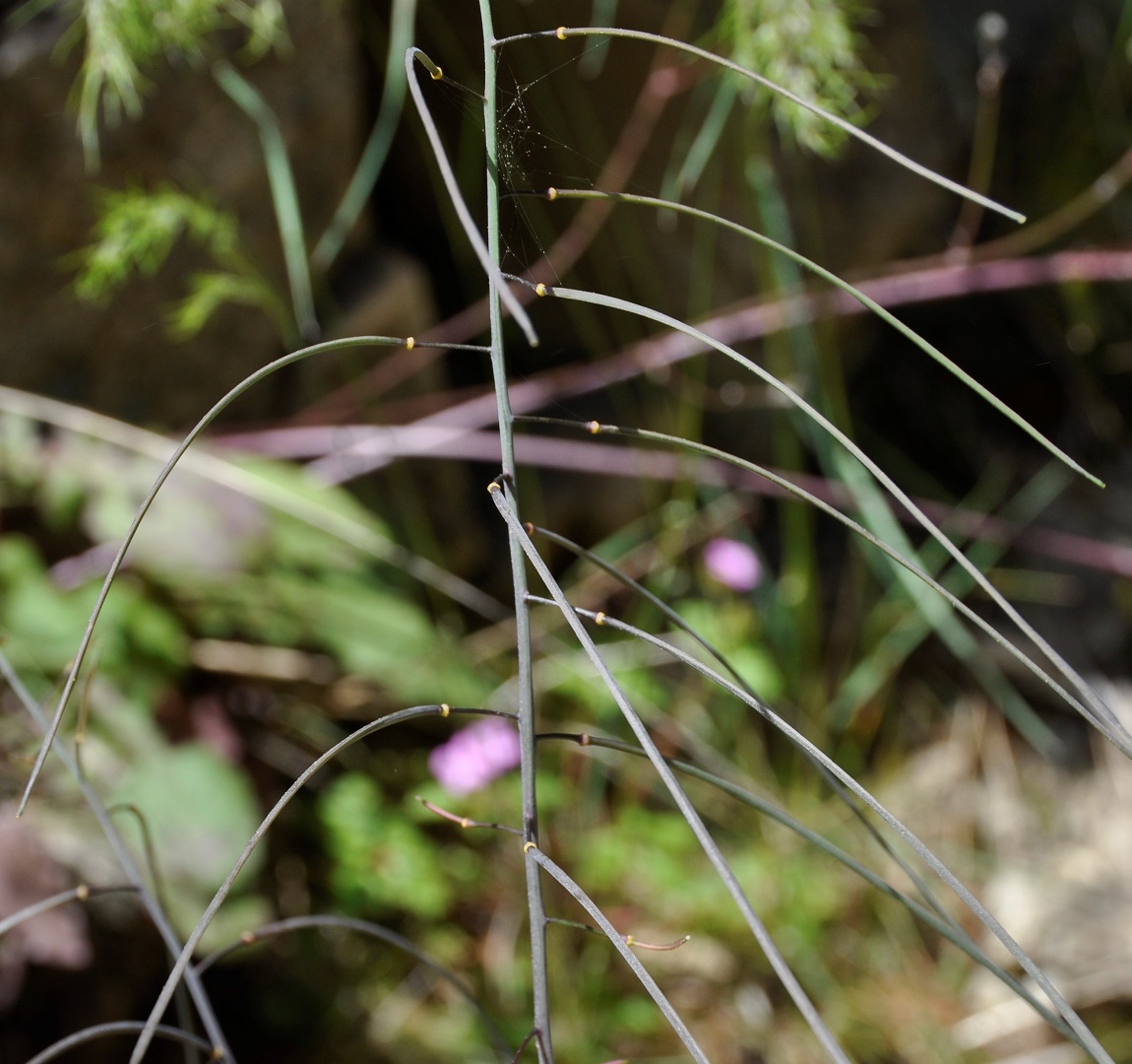 Image of Turritis laxa specimen.