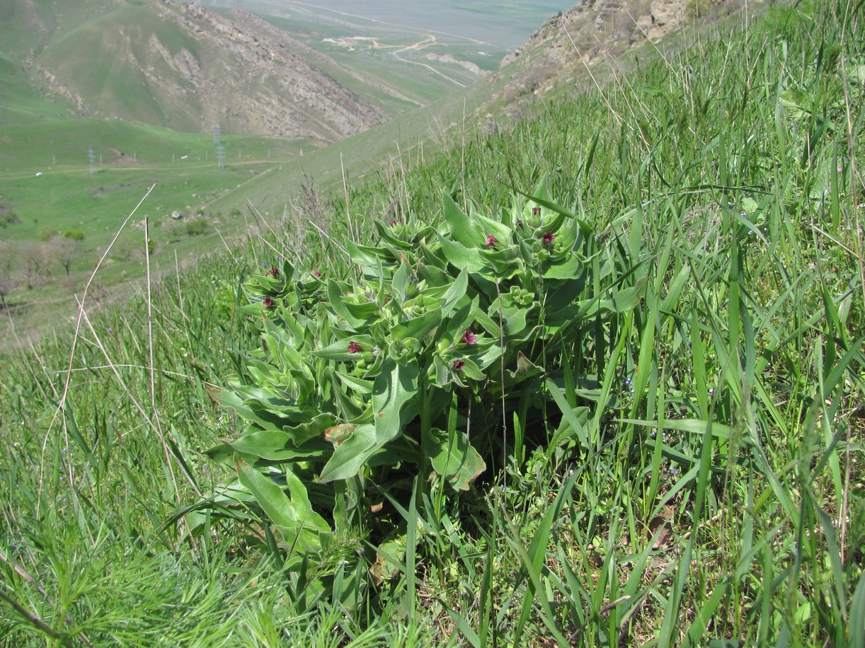 Image of Nonea decurrens specimen.