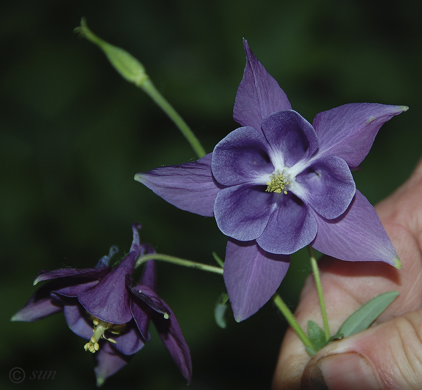 Изображение особи Aquilegia coerulea.