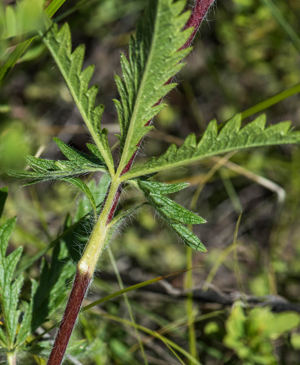 Изображение особи Potentilla pedata.