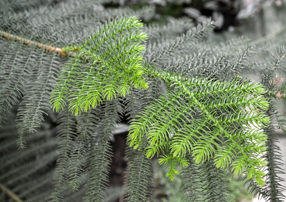 Image of Araucaria heterophylla specimen.