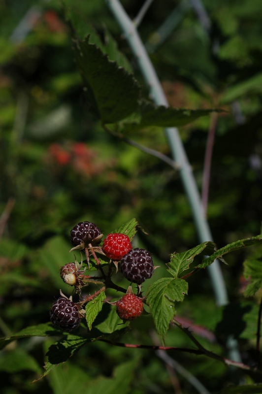 Изображение особи Rubus occidentalis.