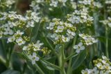 Crambe maritima. Верхушки побегов с соцветиями. Керченский п-ов, Караларская степь, ракушечный берег. 01.05.2019.