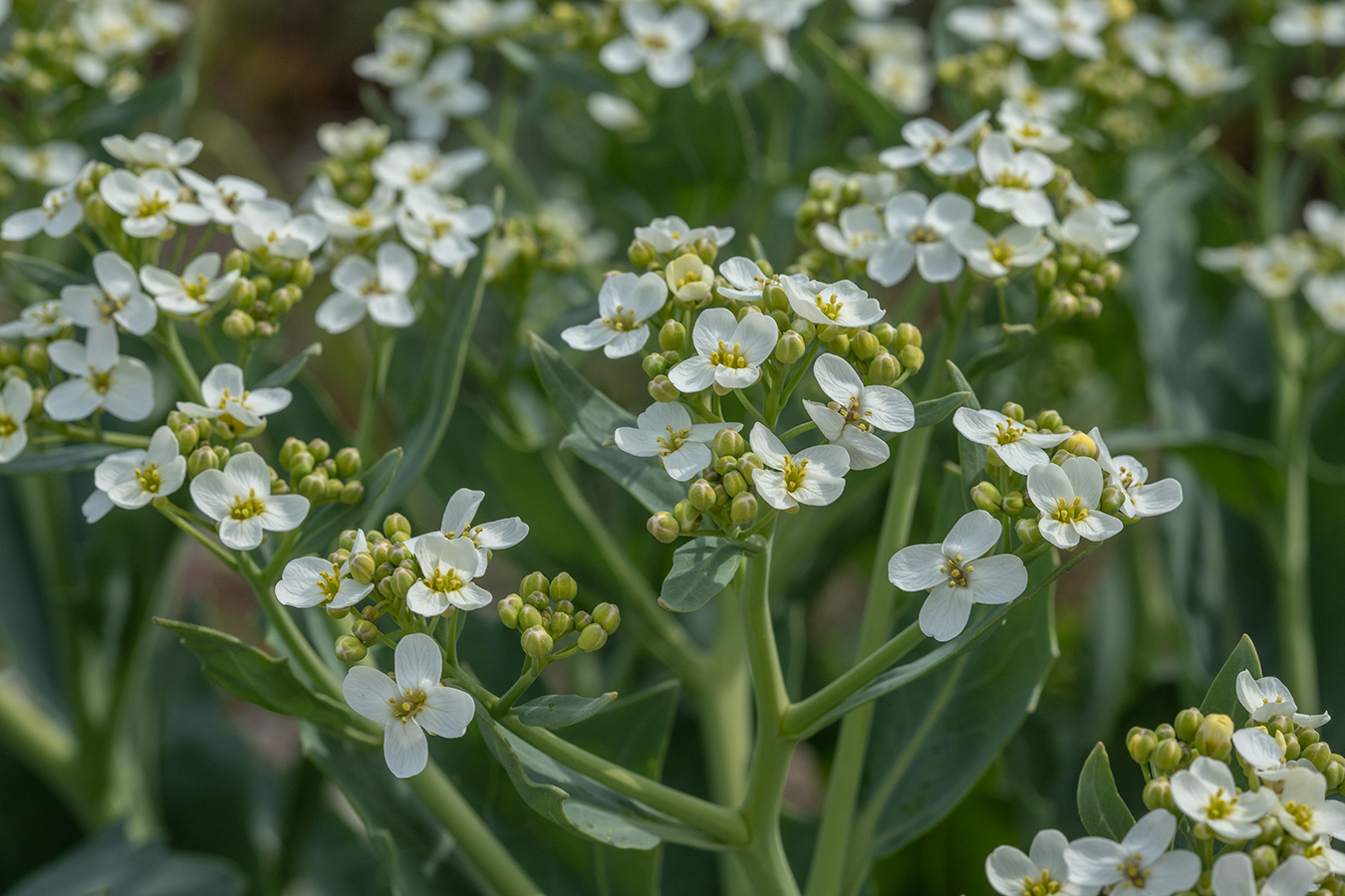 Image of Crambe maritima specimen.