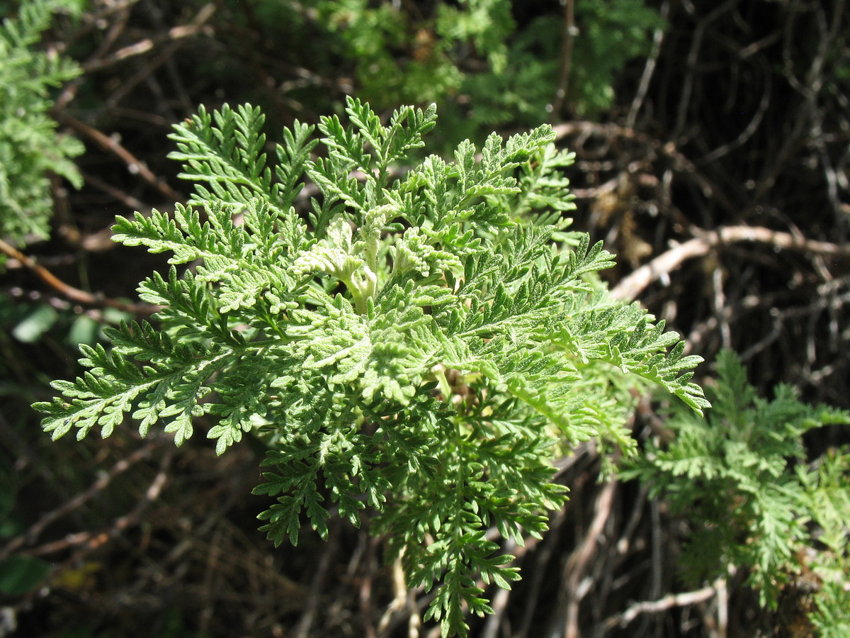 Изображение особи Artemisia stechmanniana.