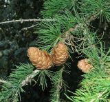 род Larix