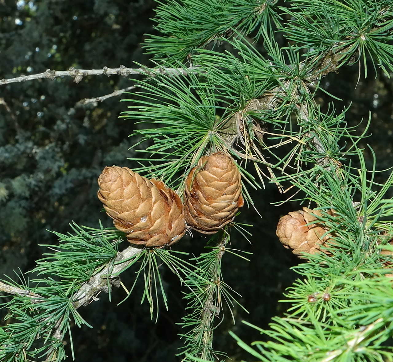 Image of genus Larix specimen.