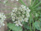 Heracleum grandiflorum. Соцветие-зонтичек. Дагестан, Докузпаринский р-н, окр. с. Усухчай, ок. 1300 м н.у.м., каменистый склон. 04.06.2019.