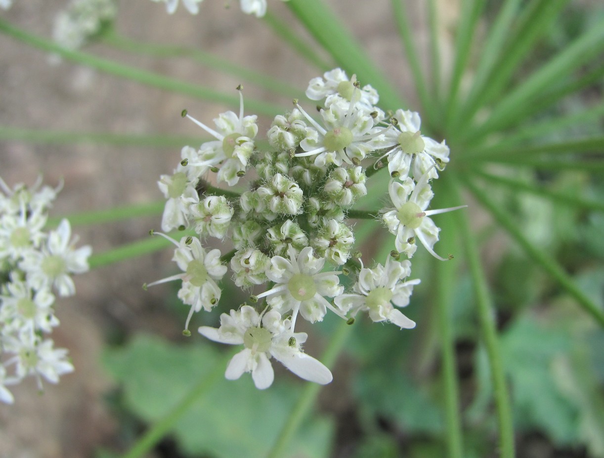 Изображение особи Heracleum grandiflorum.