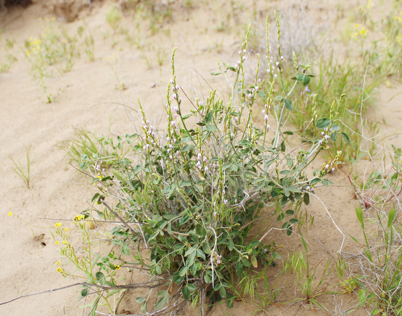 Image of Astragalus longipetiolatus specimen.