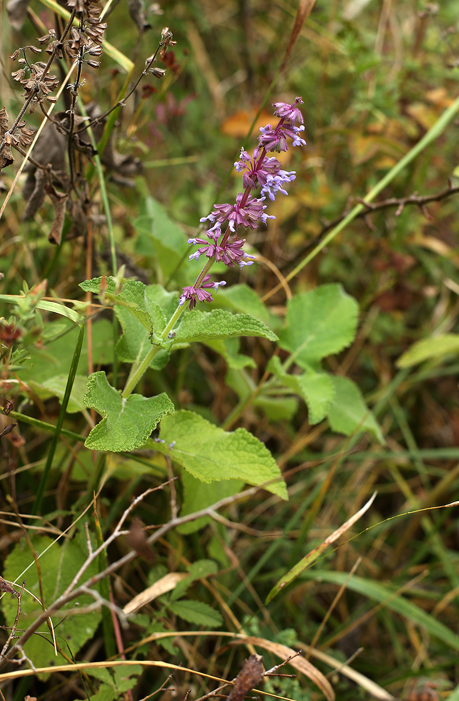 Изображение особи Salvia verticillata.