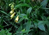 Digitalis grandiflora
