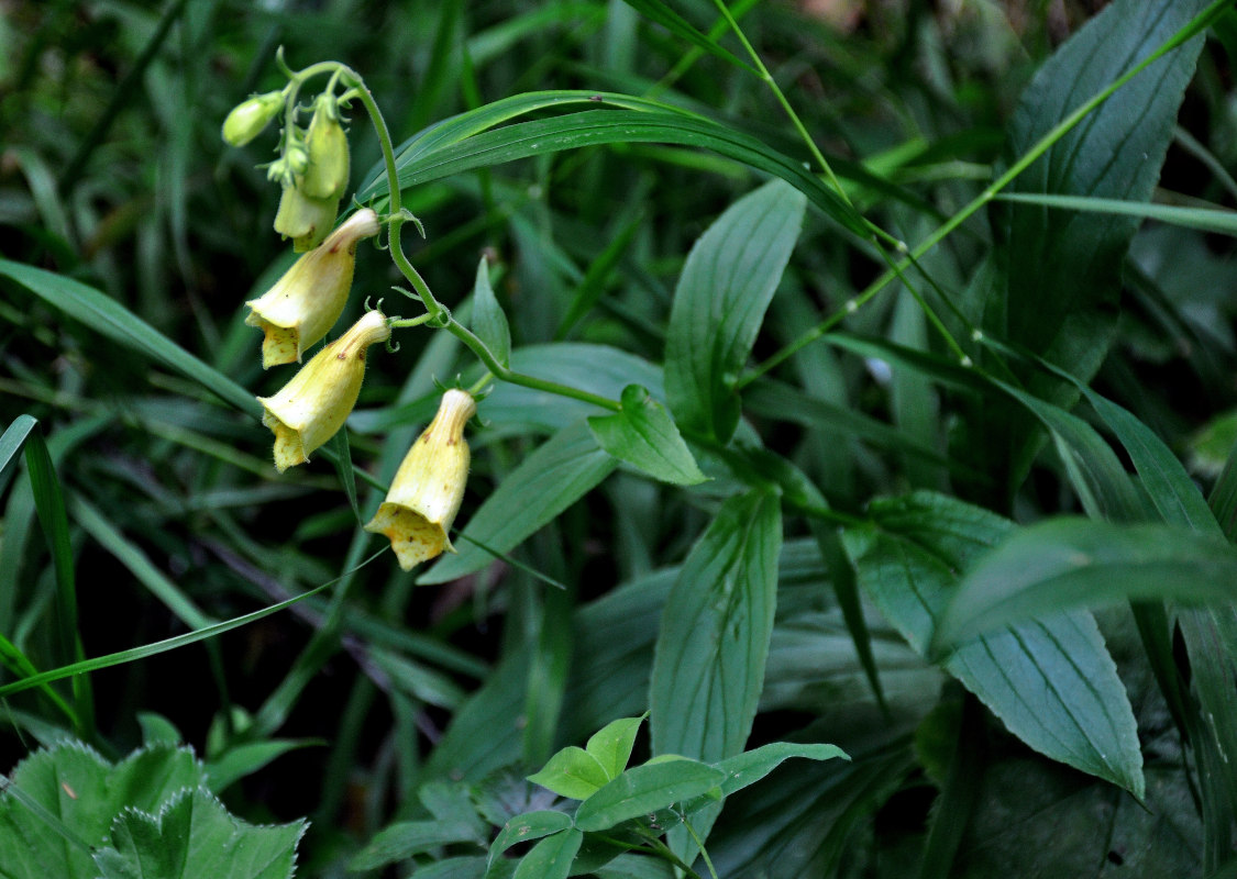 Image of Digitalis grandiflora specimen.