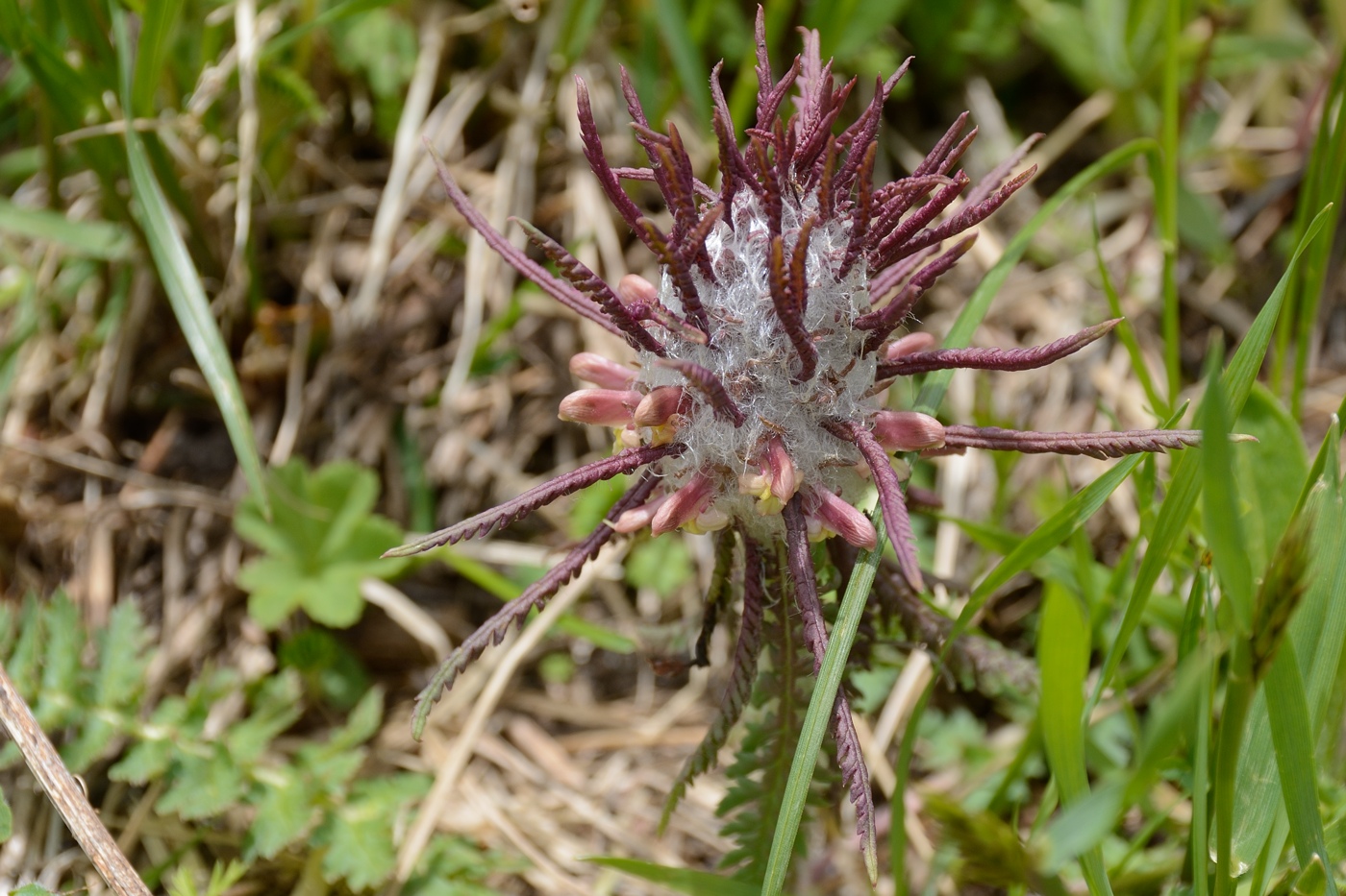 Image of Pedicularis wilhelmsiana specimen.