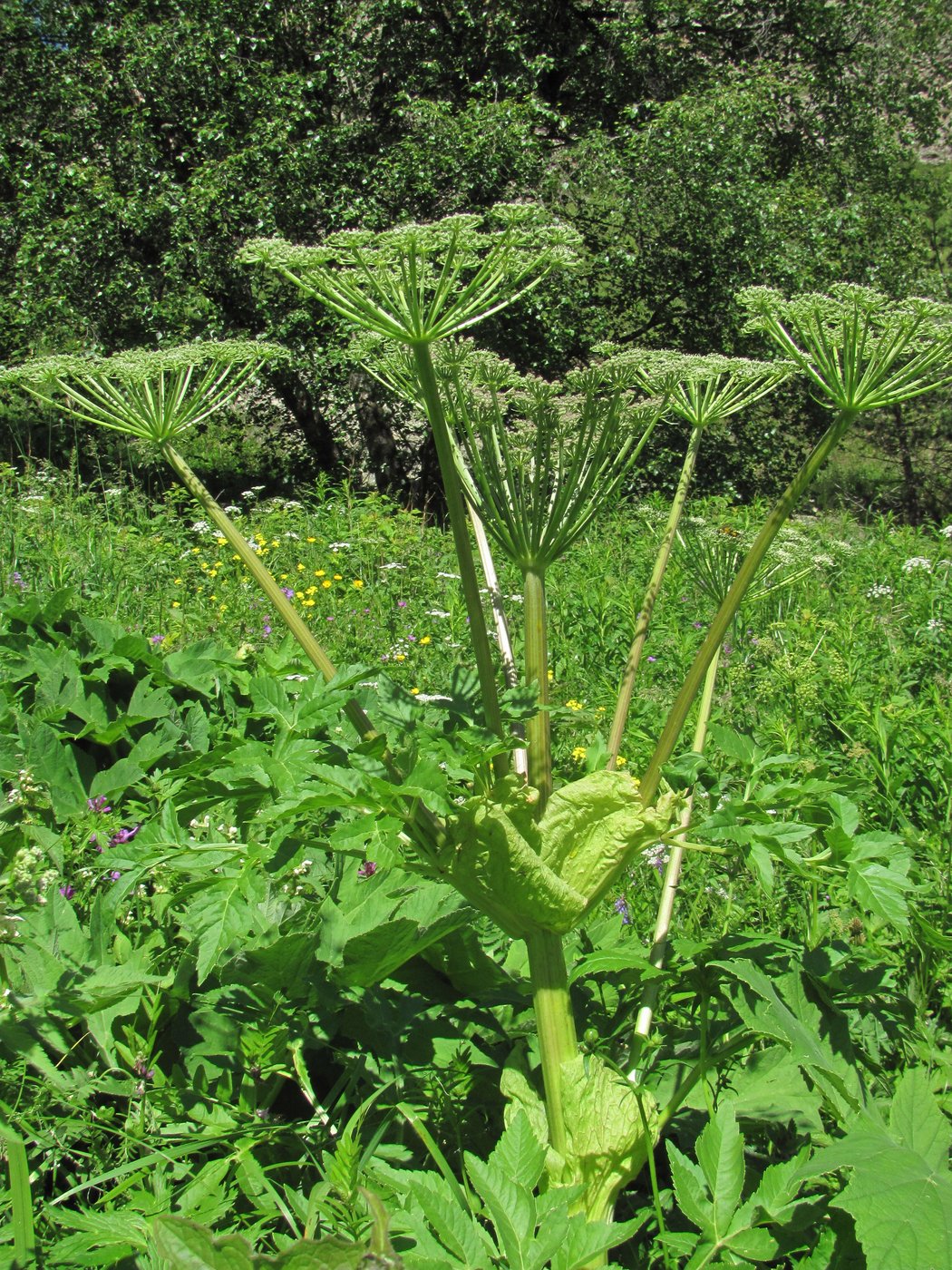 Image of Agasyllis latifolia specimen.