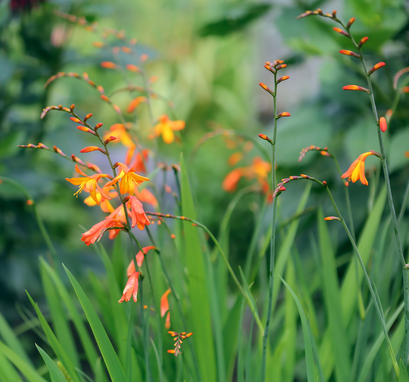 Image of Crocosmia &times; crocosmiiflora specimen.