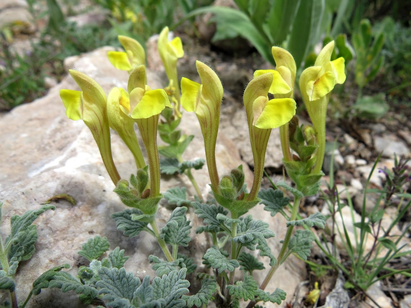 Image of Scutellaria iskanderi specimen.