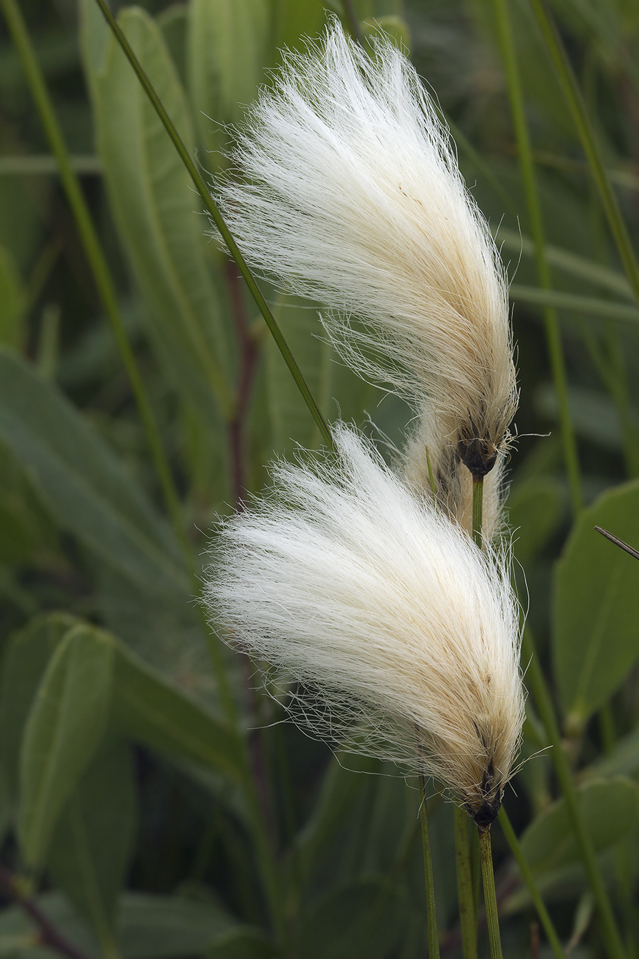 Image of Eriophorum &times; medium specimen.