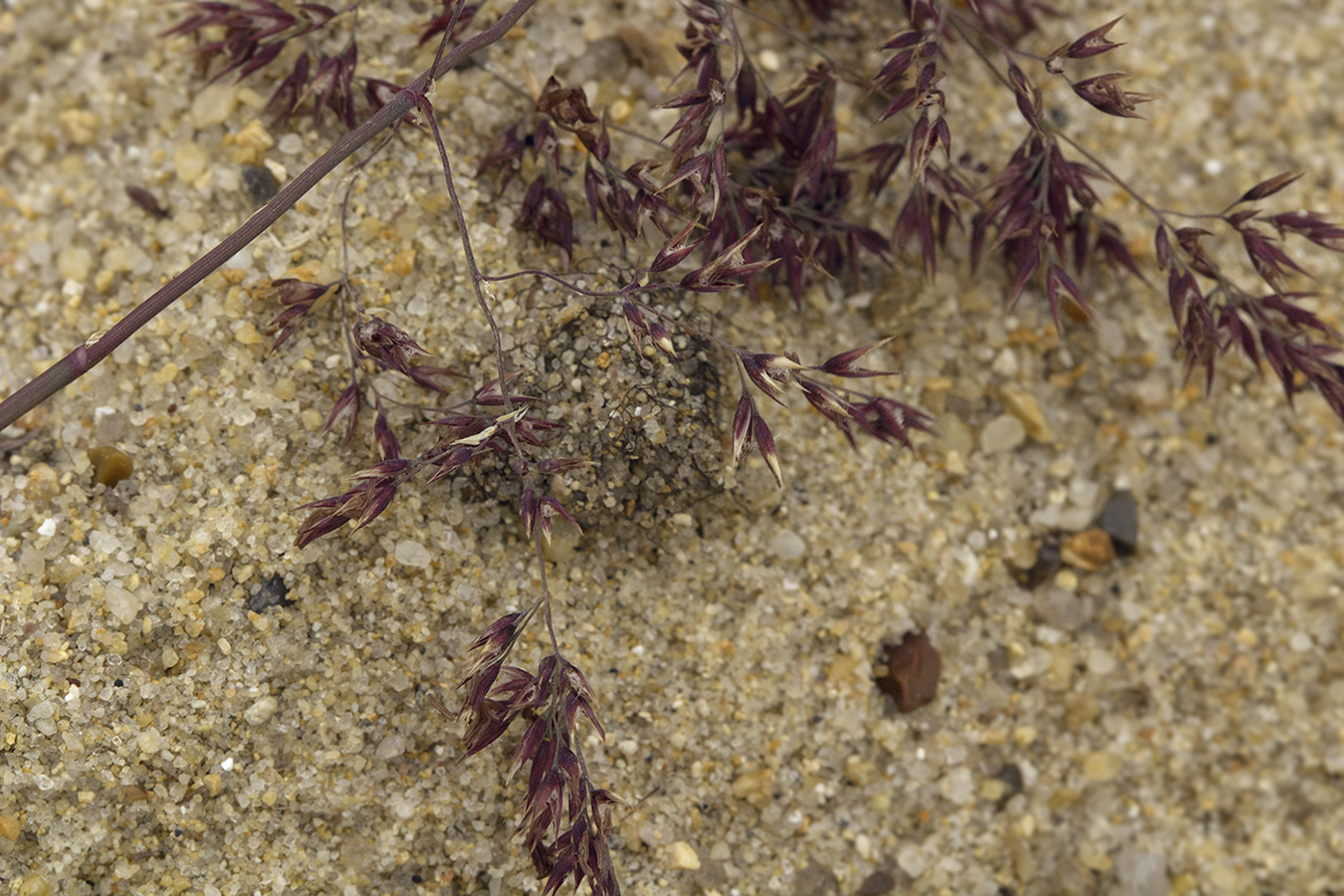 Image of genus Calamagrostis specimen.