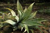 Agave sobria. Вегетирующее растение. США, Калифорния, Санта-Барбара, ботанический сад. 27.02.2017.