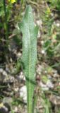 Leontodon biscutellifolius. Лист. Крым, Симферополь, Петровские скалы. 13 мая 2010 г.