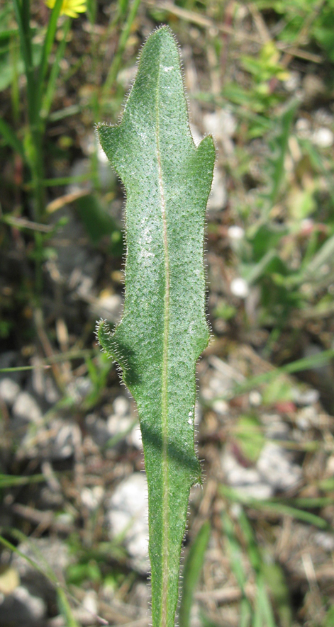 Изображение особи Leontodon biscutellifolius.