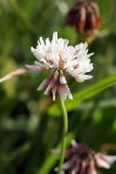 Trifolium repens