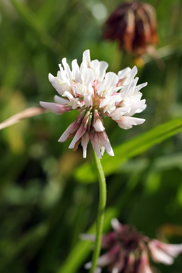 Изображение особи Trifolium repens.