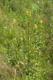 Solidago virgaurea. Цветущее растение. Карельский перешеек, окр. Сертолово, на просеке газопровода. 08.07.2019.