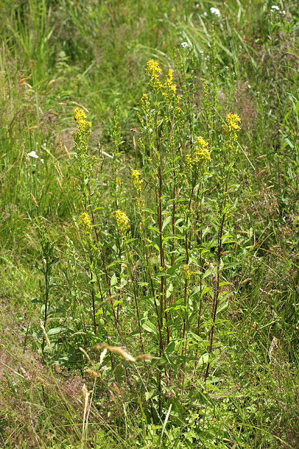 Изображение особи Solidago virgaurea.