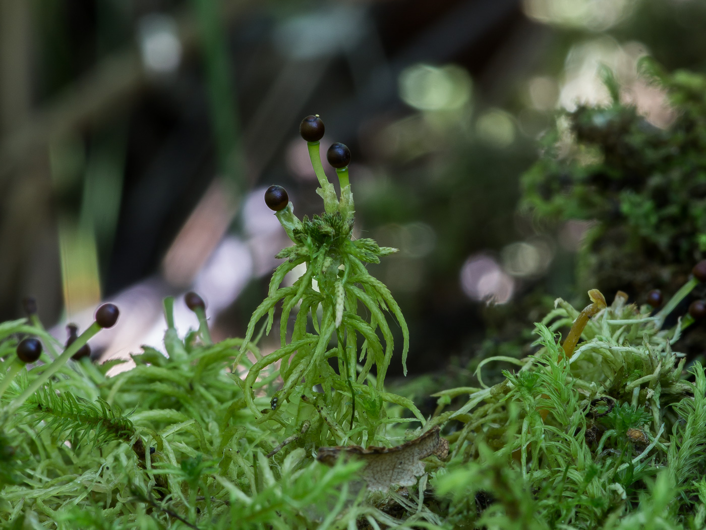 Изображение особи род Sphagnum.