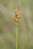 Carex bergrothii