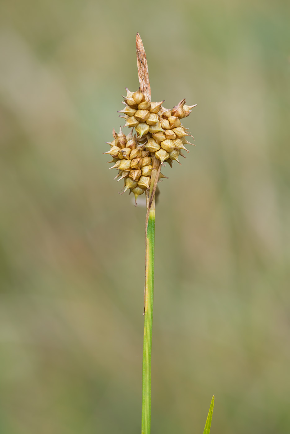 Изображение особи Carex bergrothii.