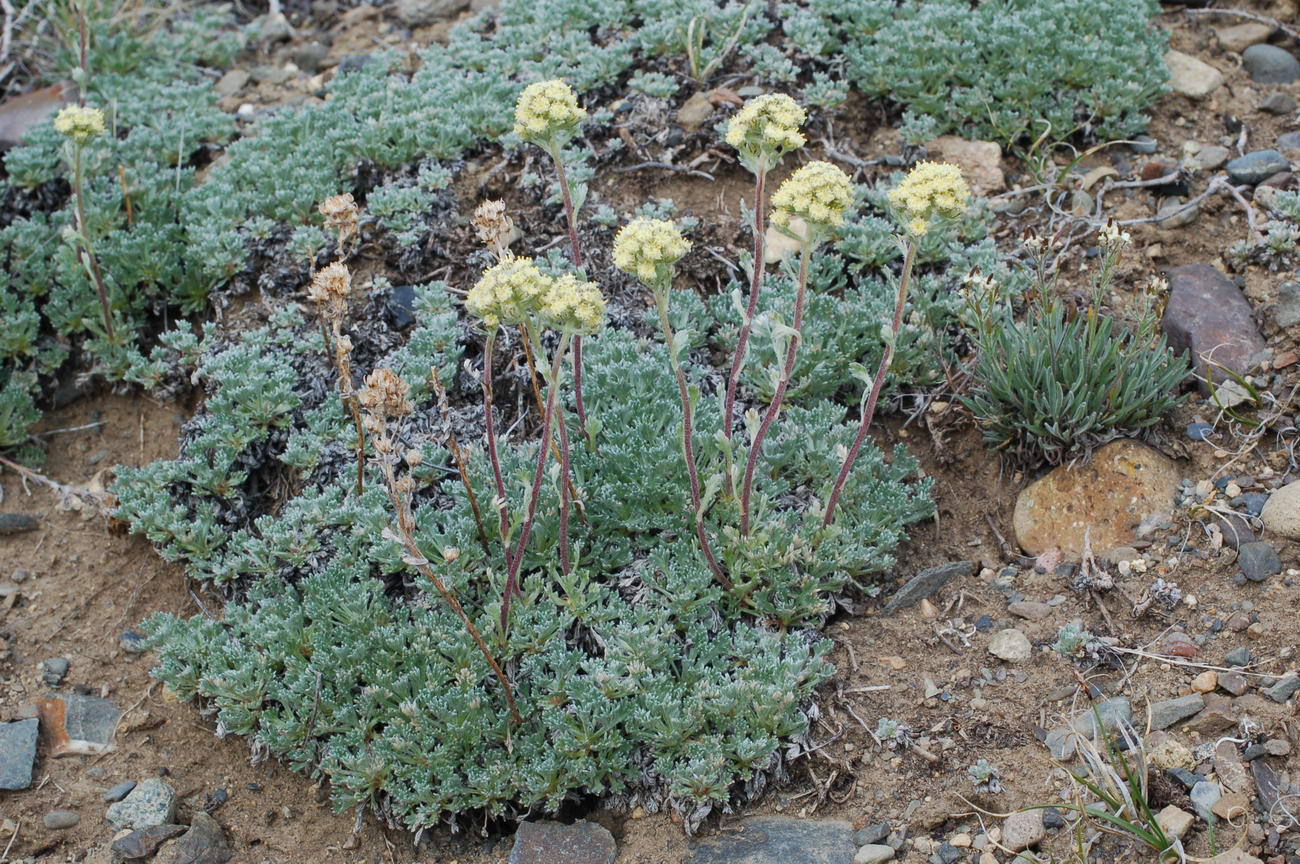 Изображение особи Artemisia glomerata.