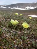 Papaver keelei