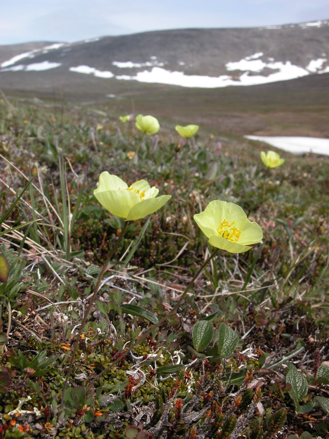 Изображение особи Papaver keelei.