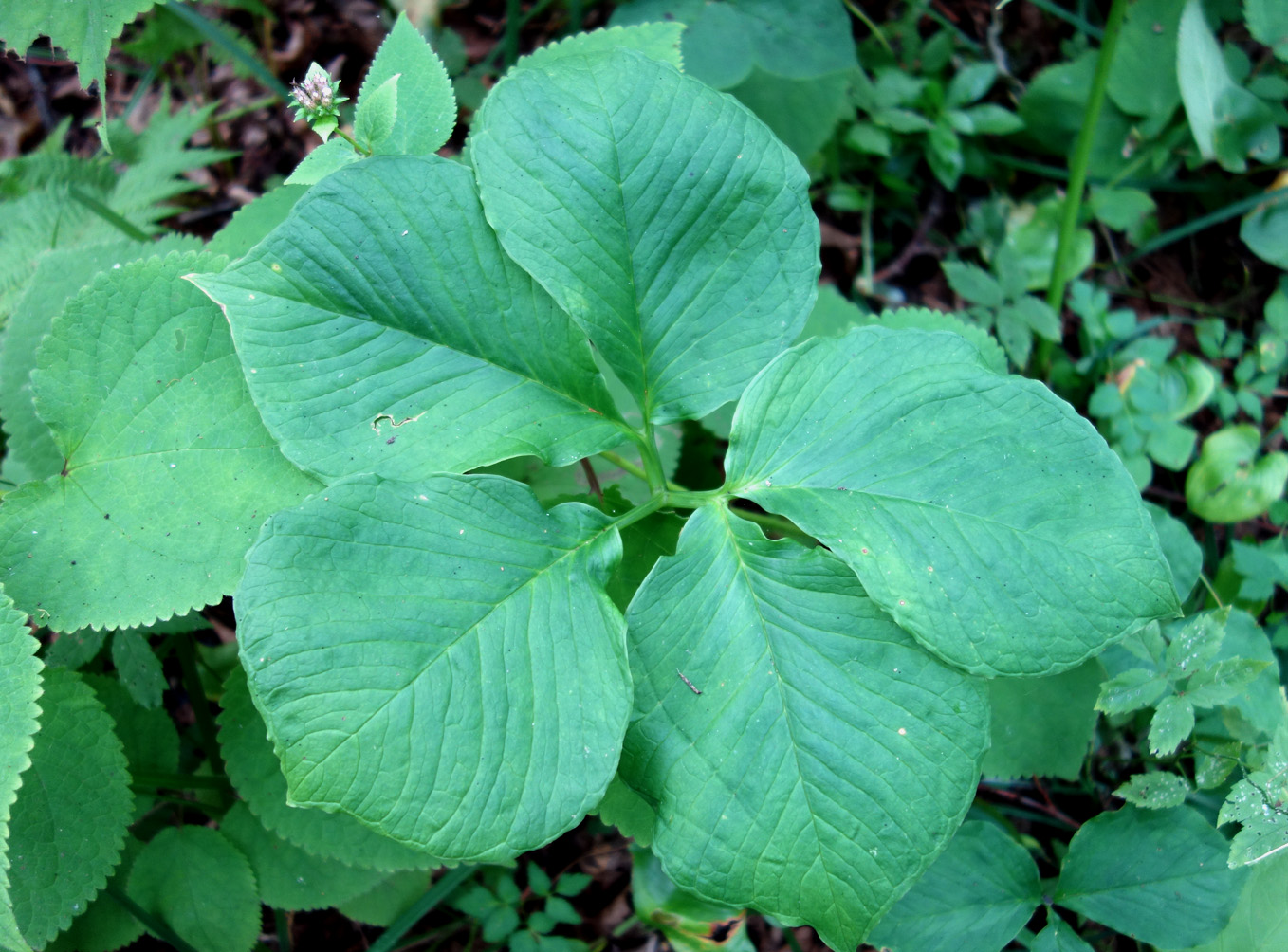 Image of Arisaema robustum specimen.