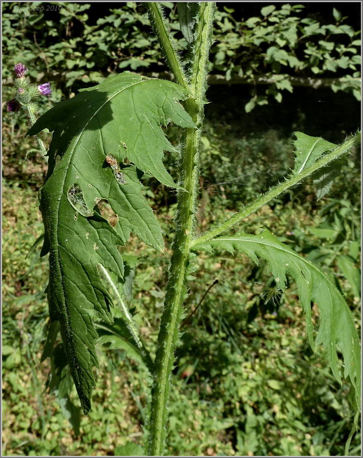 Image of Carduus crispus specimen.