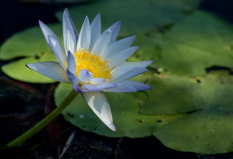 Изображение особи Nymphaea nouchali var. caerulea.