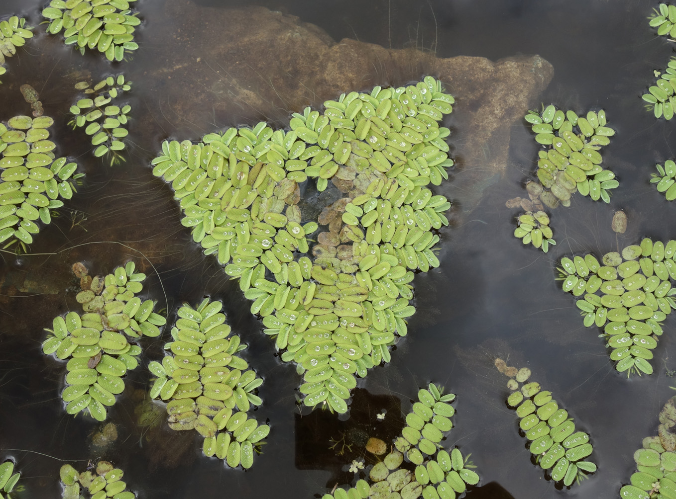 Image of Salvinia natans specimen.