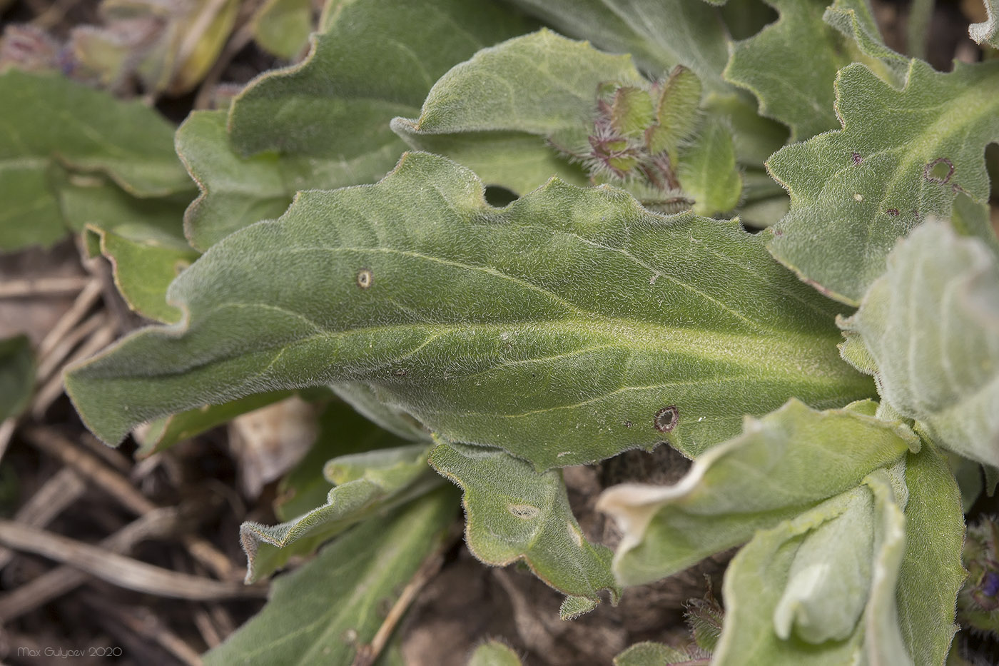 Image of Cardaria draba specimen.