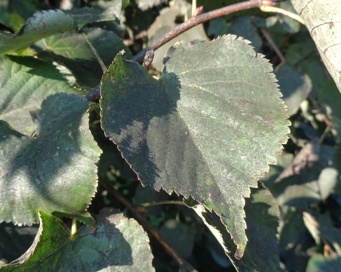 Image of Tilia cordata specimen.