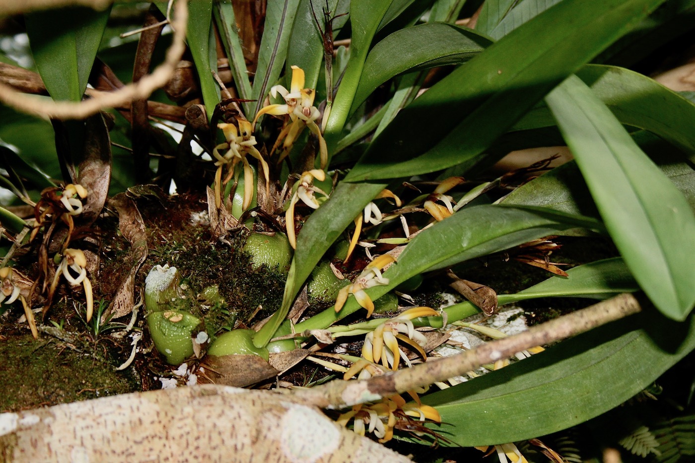 Image of Maxillaria ringens specimen.