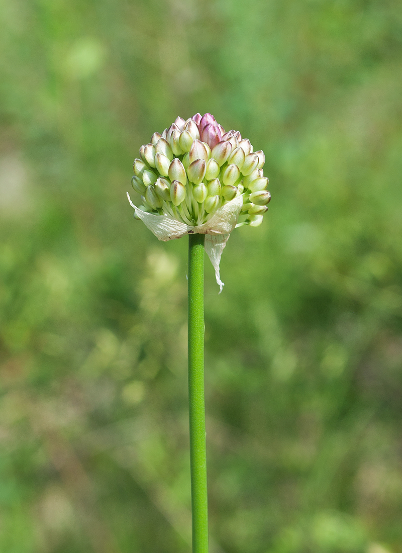 Image of genus Allium specimen.